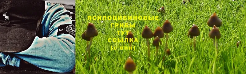 Галлюциногенные грибы MAGIC MUSHROOMS  Томари 